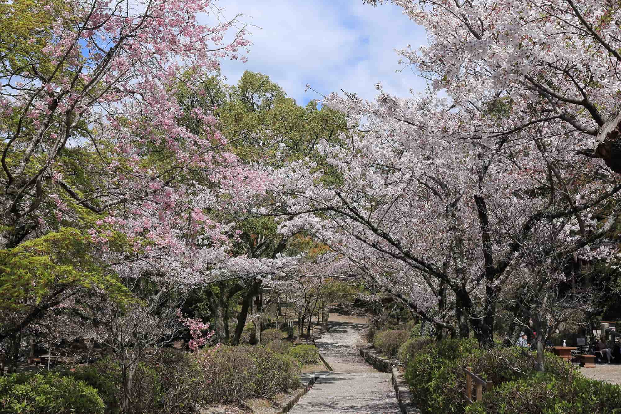 入り口から展望台までずらりと桜並木が並ぶ「五月山公園」